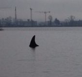 Faux requin au casino de Bordeaux requin casino de bordeaux